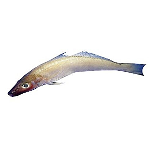 Antony SeaFoods Fish - Lady Fish / Vellai Kilangan, 1 kg Fry Cut 