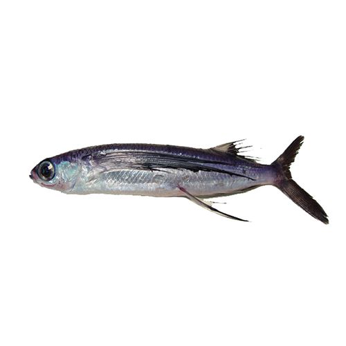 Buy Pattammal Seafoods Fish - Paravai Kola Online at Best Price of