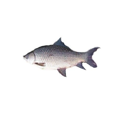 Buy Fresh N Fresh Fish Rohu Curry Cut 1 Kg Online at the Best Price of ...