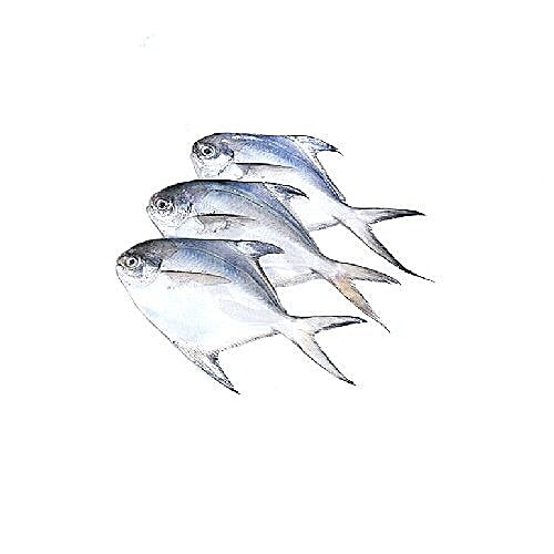 Buy Fresh N Fresh Fish Pomfret Fillets 1 Kg Online at the Best Price of