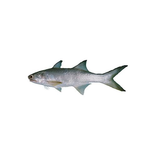 https://www.bigbasket.com/media/uploads/p/l/800019789_2-mumbai-machhli-fish-indian-salmon-rawas.jpg