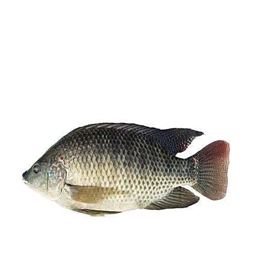 Buy Sakana Daily Fresh Fish Tilapia Fish / Jilebhi Online at Best