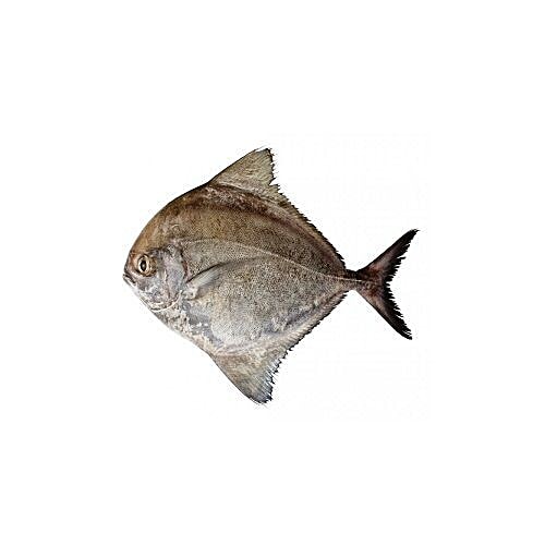 Buy SAK Proteins Fish Black Pomfret, Big Online at Best Price of Rs