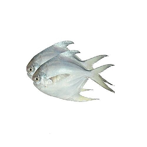Buy SAK Proteins Fish White Pomfret, Small Online at Best Price of Rs