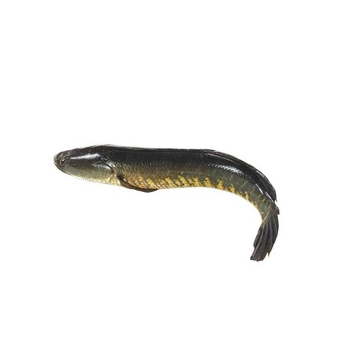 Buy Fish King Fish Murrel boneless Online at Best Price of Rs null
