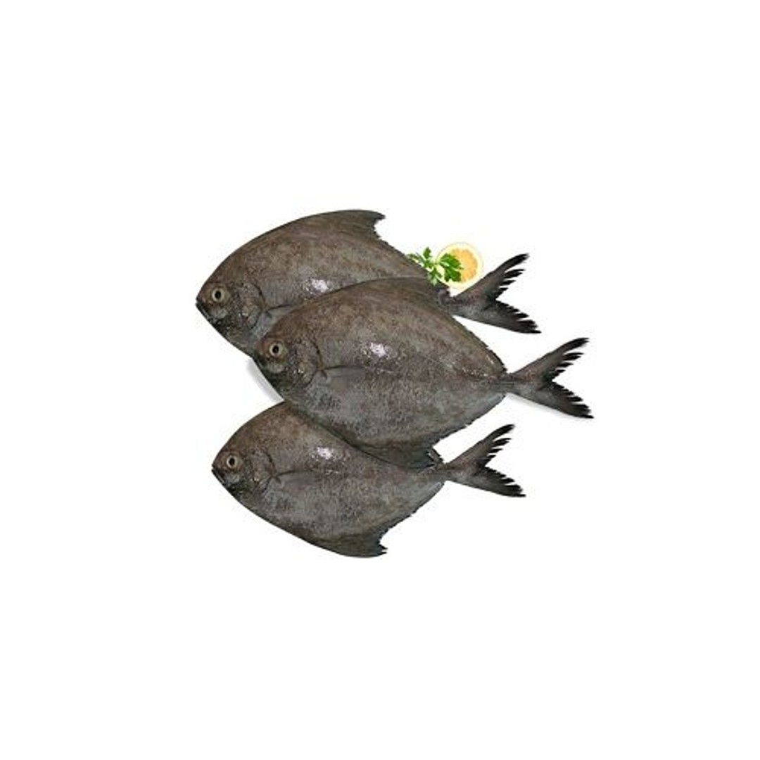 Buy SAK Proteins Fish Black Pomfret Small Online at Best Price of Rs