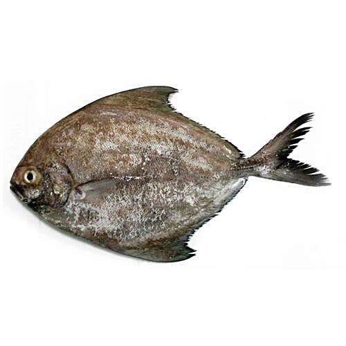 Buy Jacob's Fresh Chicken Fish Black Pomfret / Manji Online at Best