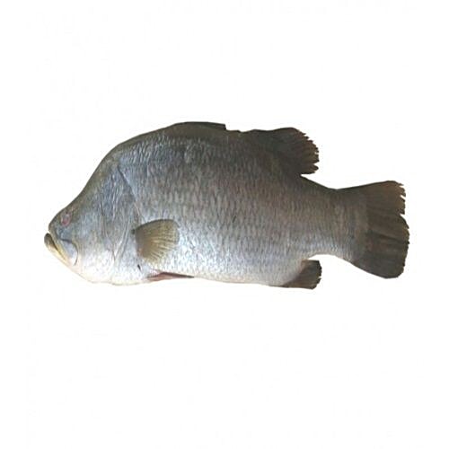 Buy Bengali Fish Corner Fish Vetki ( Kolkatta) / Sea Baas / Baramuda Online at Best Price of