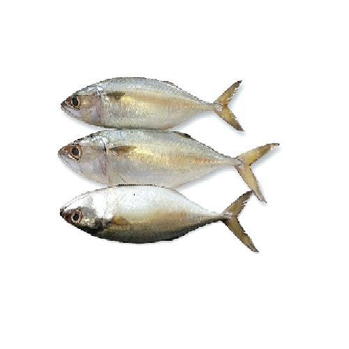 Buy Kerala Fresh Fish Fish Bangda Indian Mackrel After Basic