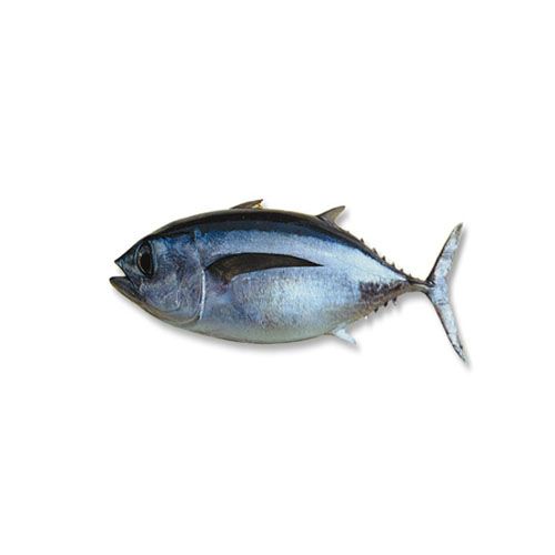 Buy Kerala Fresh Fish Fish - Tuna, After Basic Cleaning Online at