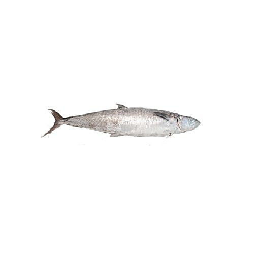 Buy Nolambur Daily Fresh Fish Seer / Medium Online at Best Price of
