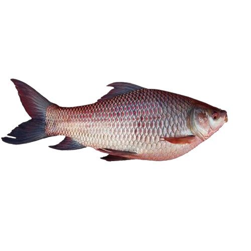 Buy Fresh Catch Fish - Rohu Medium Fresh Catch Online at Best Price of Rs  null - bigbasket