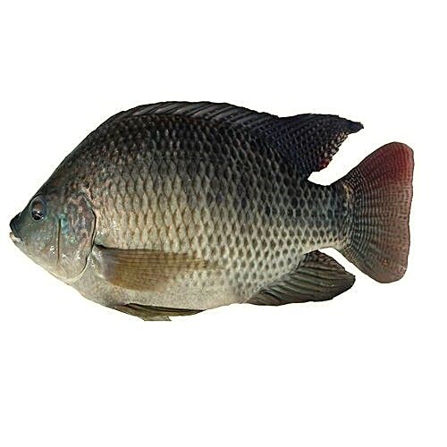 Buy Fresh Catch Fish Tilapia Live Fresh Catch Online at Best Price of Rs null bigbasket