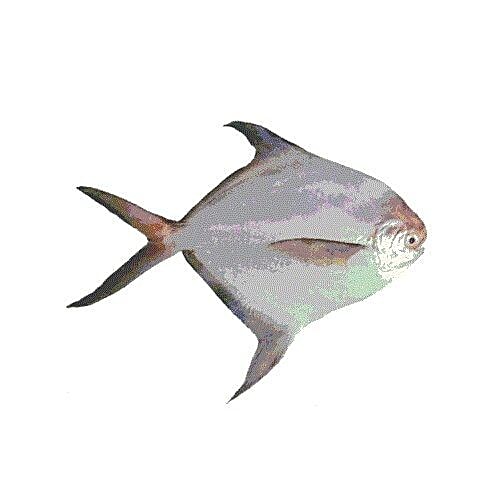 Buy Laziz Halal Chicken Fish Pomfret Online at Best Price of Rs null