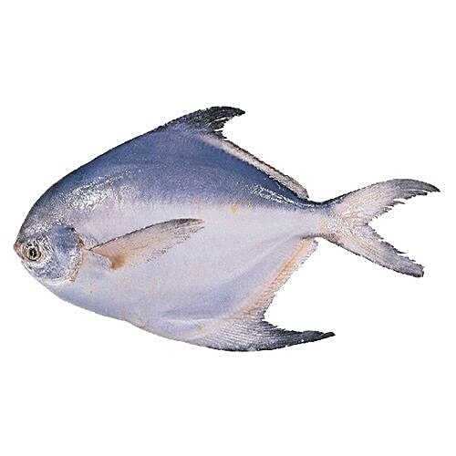 Buy Zappfresh, Delhi Gurgaon Fish White Pomfret Whole Online at Best Price of Rs null bigbasket