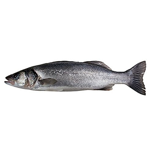 Buy Fresh Catch Fish Baramundi / Kalanchi / Sea Bass Online at Best