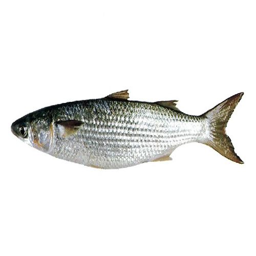 Buy BHARTI ENTERPRISE Fish - Parshe Online at Best Price of Rs null -  bigbasket