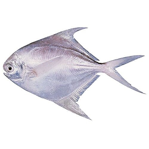 Buy Meaty Fish White Pomfret 1 kg Online at Best Price. of Rs null