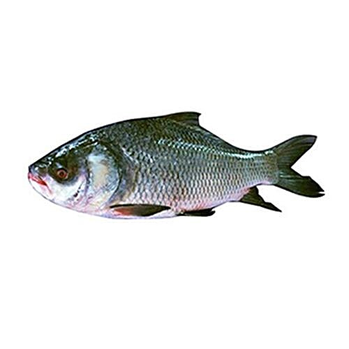 ME FRESH Fish - Catla, 1.5 kg Fillet Cut 
