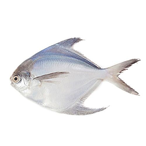 Buy ME FRESH Fish Silver Pomfret Large / White Manji 500 gm Online at