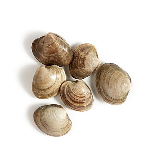 Buy ME FRESH Clams 500 gm Online at Best Price. of Rs null bigbasket