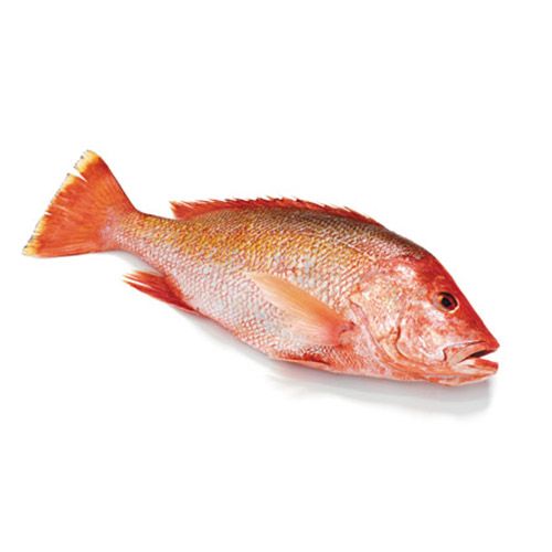 Red Snapper (红鱼) 1kg+- per fish