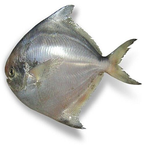 Buy FRESHLY Fish Pomfret, Big Size Online at Best Price bigbasket