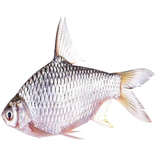 Buy CLS SHOPPING Fish Desi Puli Online at Best Price of Rs null