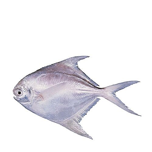 Sakana Fish - White Pomfret / Aavoli / Vawal / Bili Manji, 500 g Whole 
