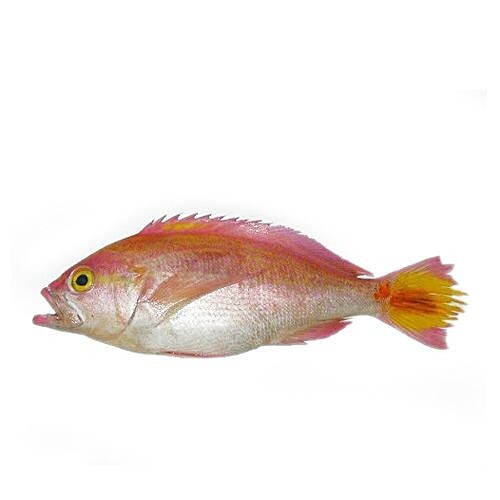 Sakana Fish - Pink Perch / Rani / Shankara, 1 kg Just Cleaned 