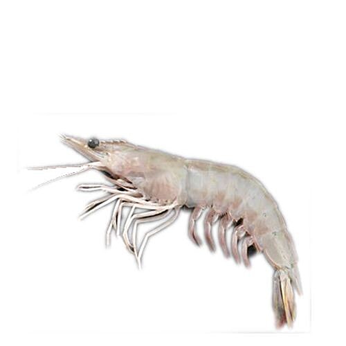 Sakana Prawns - White Medium, 1 kg Pealed 