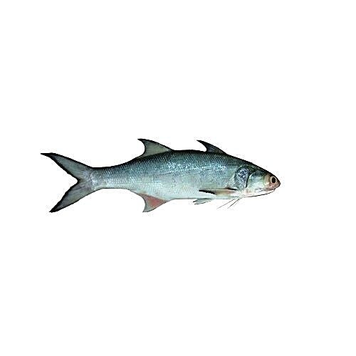 Antony Fish Shop. Fish - Kaala / Indian Solmon, 500 g Gravy Cut 
