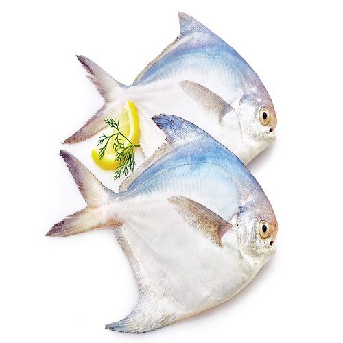 https://www.bigbasket.com/media/uploads/p/l/800469821_2-seavoods-fish-point-fish-pomfret-silver-whole-3-count.jpg