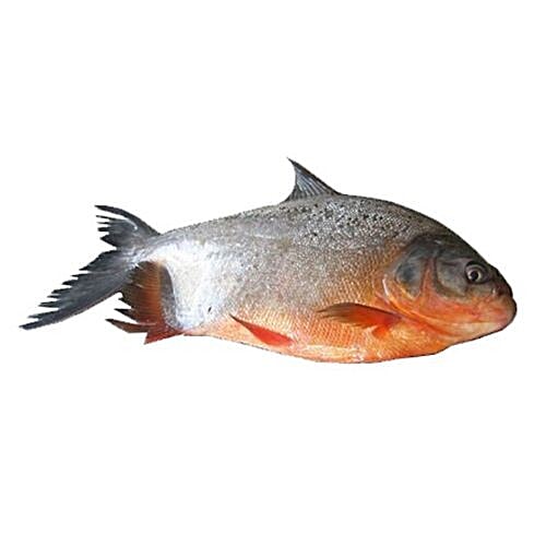 Buy MRF Seafoods Fish River Pomfret / Yeri Vavval / Roopchand Online