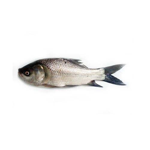 Buy S.S.R FISH MARKET Fish - Rohu, Rava Live Online at Best Price of Rs ...