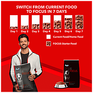 drools focus starter