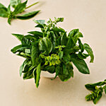fresho! Basil - Italian 100 g