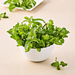 fresho! Mint Leaves - Cleaned, without roots 1 kg