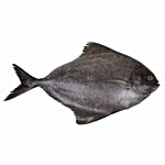 Fresho Black Pomfret Fish - Medium, Curry Cut/Bengali Cut, Preservative Free 1 kg Tray (Gross Fish Weight 1.2-1.3 kg, Net Weight After Cleaning 1 kg)