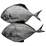 Fresho Pomfret Black Fish - Medium, Whole Cleaned, Preservative Free, 2-4 pcs 500 g (Gross Fish Weight 700-800 g, Net Weight After Cleaning 500 g)