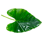 fresho! Colocasia Leaf 10 pcs