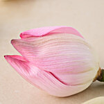 fresho! Lotus - Pink 1 pc