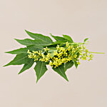 fresho! Neem Leaves With Flowers 50 g