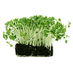 fresho! Microgreen - Mustard 50 g