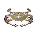 Fresho Crab - Dotted, Cleaned & Whole Cut 500 g (Gross Weight 800-900 g, Net Weight After Cleaning 500 g)