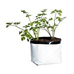 Forgreen Grow Bags 5 pcs (25DiaX30H)cm