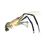 fresho! HoReCa Scampi 30/35 2 kg