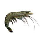 fresho! HoReCa Tiger 10/12 2 kg