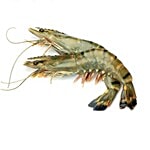 fresho! HoReCa Tiger 16/20 2 kg