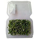 Trikaya Mustard Microgreen 1 pc Approx. 40-50 gm